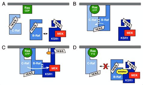 Model for KSr function. (a) in a quiescent cell, C-raf, B-raf, and the ... 