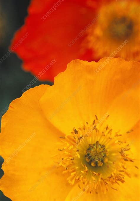 Iceland Poppies Papaver Nudicaule Stock Image B760 1244 Science