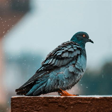 Health risks associated with pigeon droppings | Meer