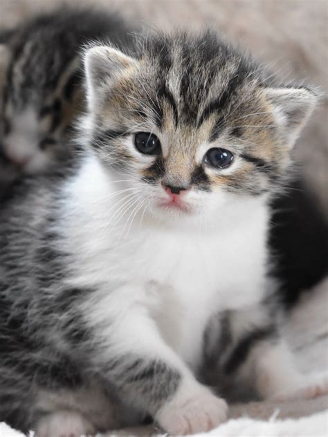 Baby Cat Cat Baby Kitten Cat Cute Sweet Free Image From