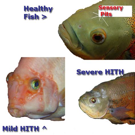 Hole In The Head Hith Hexamitiasis Hex Disease In Fish