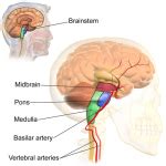 Conoce Todo Sobre El Sistema Activador Reticular Ascendente