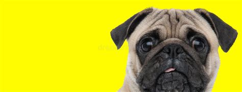 Pug Sticking Its Tongue Out Stock Photos Free And Royalty Free Stock