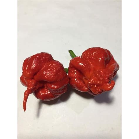 Jual 12pcs Biji Benih Cabai CAROLINA REAPER RED Cabai Terpedas No 1 Di