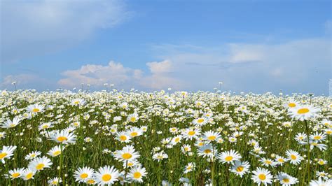 Margerytki na łące pod błękitnym niebem