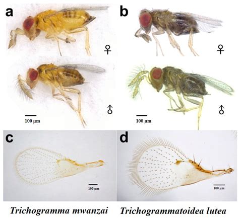 Trichogramma Chilonis Life Cycle