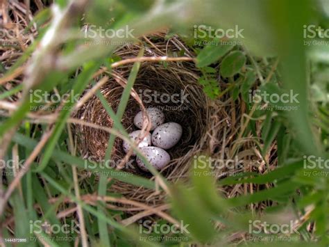 Cowbird Eggs In A Dickcissel Nest Stock Photo - Download Image Now - Bird's Nest, Color Image ...