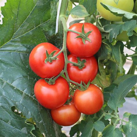 Tomate Ronde En Grappe Bio La Barquette De 3 Plants