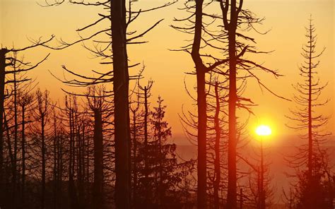 Waldzustandserhebung Bäume leiden unter der Klimakrise