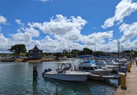 Haleiwa Boat Harbor - Wildlife Hawaii