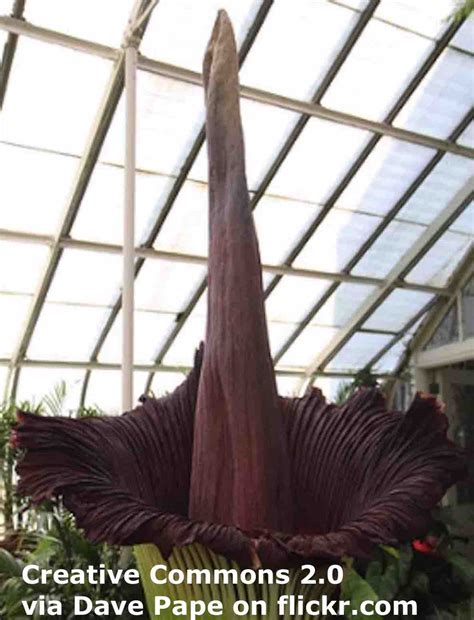 Corpse Flower Esl Lesson Plan Breaking News English Lesson