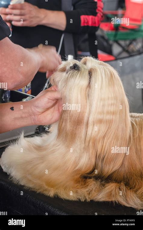 Lhasa Apso At Dog Groomer Hi Res Stock Photography And Images Alamy