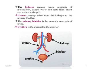 1.urinary drugs 6 may | PPT