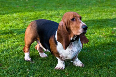 European Vs American Basset Hound Are These Dogs The Same