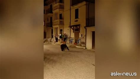 L Orsa Amarena Passeggiava Tranquilla Con I Cuccioli Fra La Gente