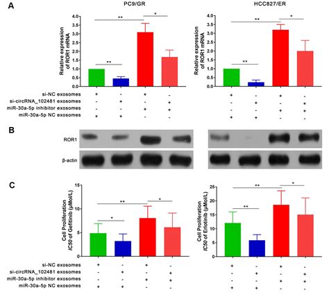 Tumor Derived Exosomal CircRNA 102481 Contributes To EGFR TKIs