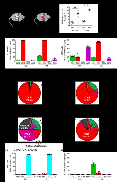 Iccr Expression In Inflamed Tissues The Intranasal Lps Model