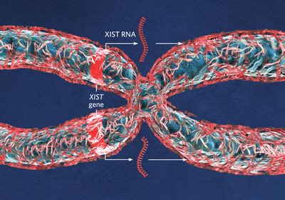 Infographic: How Some X-Chromosome Genes Escape Inactivation | The ...