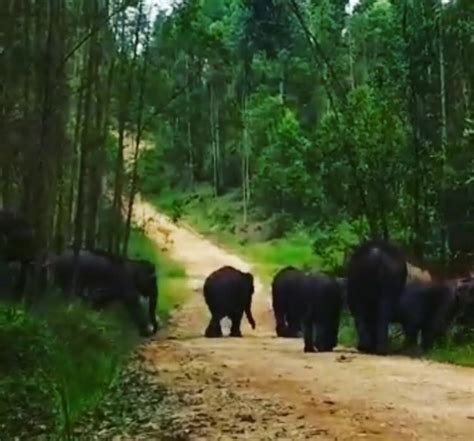 Usai Geger Oleh Harimau Kini Puluhan Gajah Keluar Kejutkan Warga Pali