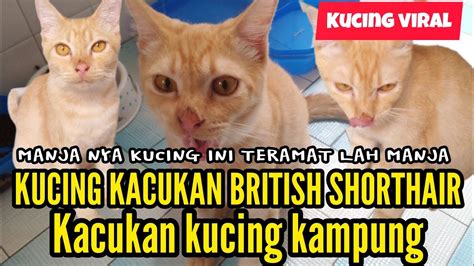 Kucing Kacukan British Shorthair Kampung Kucing Oren Kucing Oyen Kucing