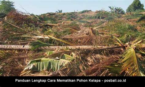 Cara Mematikan Pohon Kelapa Panduan Lengkap