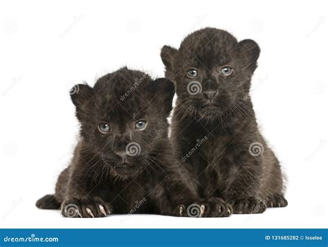 Two Black Leopard Cubs Lying Down, 3 Weeks Old Stock Photo - Image of ...