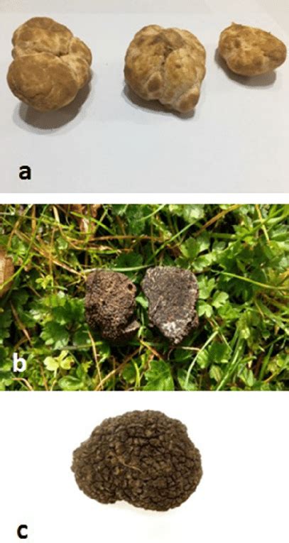 Examples of some important Ascomycetes mushrooms: (a) Tirmania nivea... | Download Scientific ...