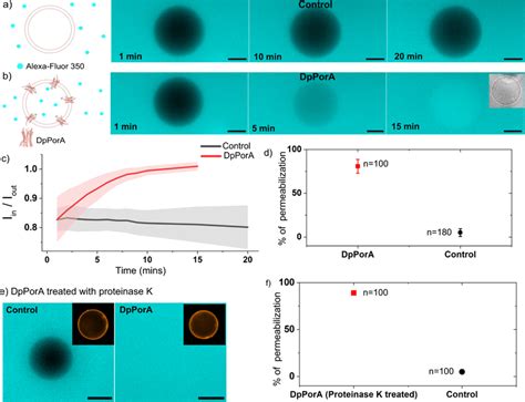 Functional Assembly Of Dppora In Giant Unilamellar Vesicles Schematic Download Scientific