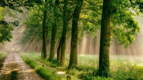 Sunlight Trees Landscape Forest Nature Grass Rain Road Green