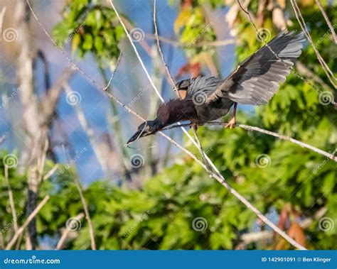 Green Heron Gathering Nesting Material Stock Image - Image of beautiful ...