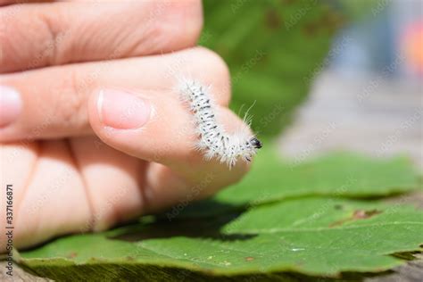 Fuzzy White Hickory Tussock Moth Caterpillar Insect That Can Cause