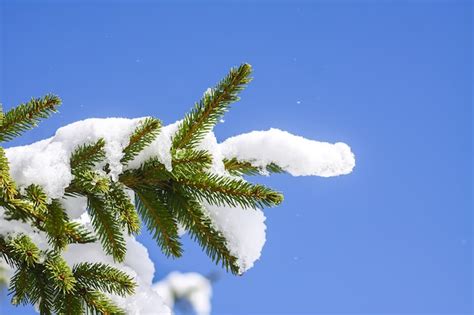 Galhos de pinheiro cobertos de neve no fundo do céu azul claro ao ar