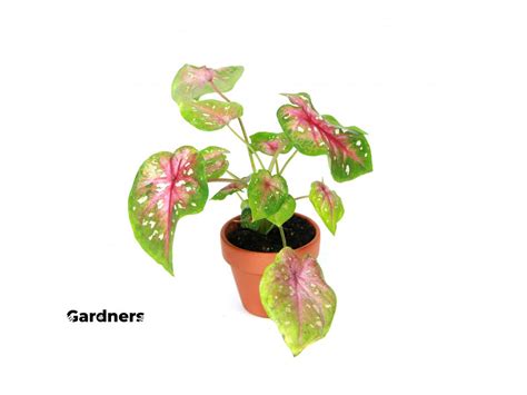 Caladium | Kaládium, Užovník | Gardners-eshop.cz