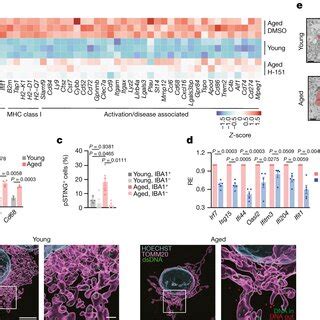 Cgassting Activity Drives Degenerative Processes In The Aged