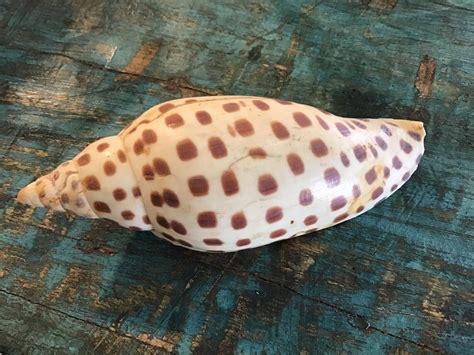 Vintage Scaphella Junonia Shell Juno's Volute Sea Snail | Etsy