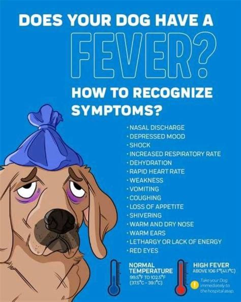 Signs of Fever in Dogs | Dog remedies, Dog medicine, Dog treatment