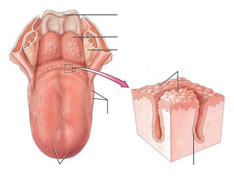 Surface Of The Tongue Diagram Quizlet