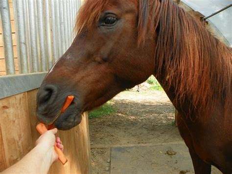 horse eating carrots | Willow House Chronicles