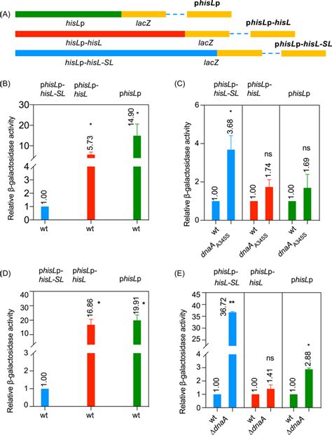 Transcription Attenuation Of The His Operon Depends On Both DnaA And