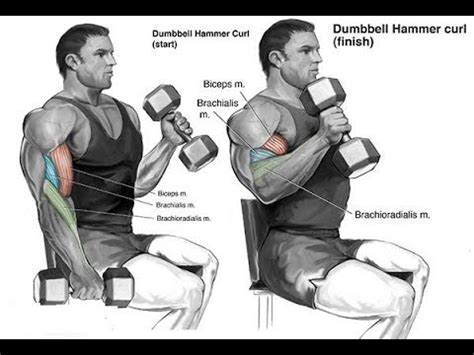 Biceps Brachii Exercises - Fitness | NoahStrength.com