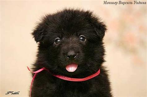 Питомник Моншер Вирсаль | Моншер Вирсаль УНДИНА