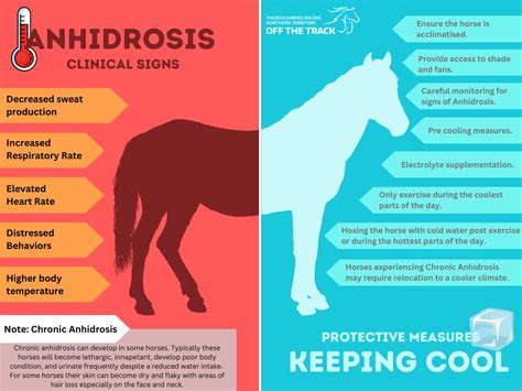 Understanding Anhidrosis | Thoroughbred Racing Northern Territory