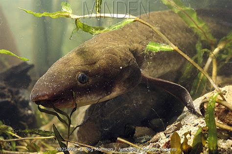 Queensland Lungfish Stock Photo Minden Pictures