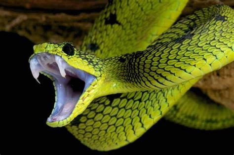 buy  pet snake explained embora pets