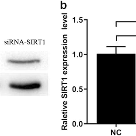 Microrna 34a Regulated Sirt1 Expression In Chondrocytes Chondrocytes