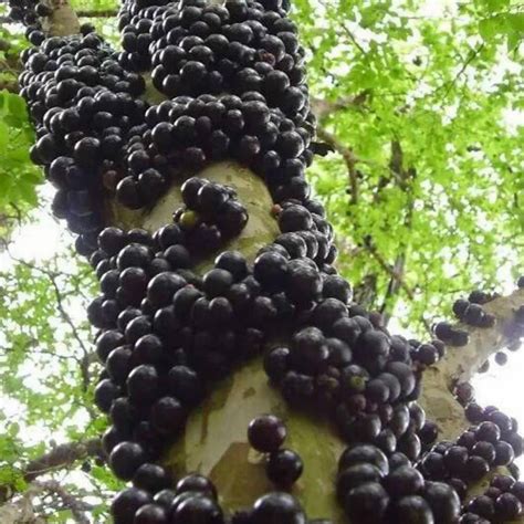 Brazilian Grapetree Jabuticaba Seeds Plinia Cauliflora Price