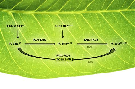 The Vital Processes of Plants | Garden lovers