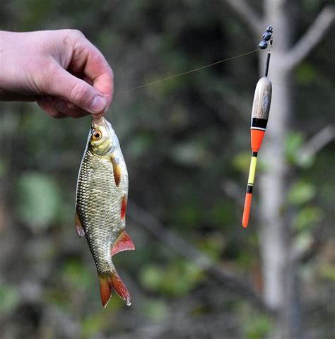 Angeln Mit Maden Fisch Hitparade