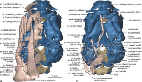 Three Dimensional Computer Reconstruction From Serial Histological