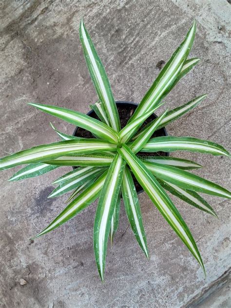 Planta Con Las Hojas Estrechas Largas Del Verde Y Blancas En Un Pote En